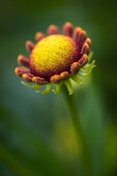 Flor colorida primer plano macro fotografía — Foto de Stock