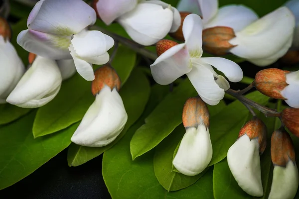 Siyah akasya çiçekler Robinia pseudoacacia