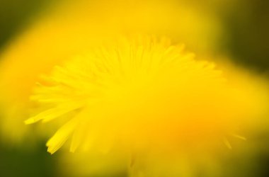 Karahindiba makro fotoğraf - doğa çiçeği kapatın