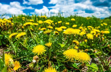Karahindiba makro fotoğraf - doğa çiçeği kapatın