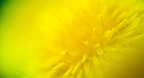 Πικραλίδα μακροφωτογραφία - close up λουλούδι της φύσης Φωτογραφία Αρχείου