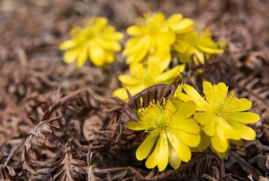 Adonis - ilk bahar çiçek