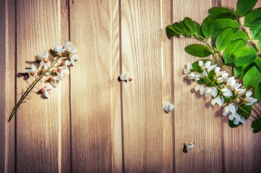 Beyaz çiçek - akasya ağacı çiçek kül arka plan üzerinde