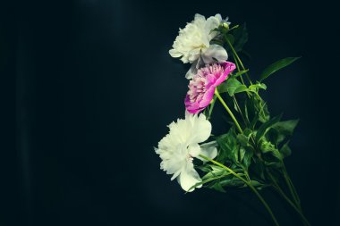 Siyah backgroung - renkli peonies renkli çiçekler