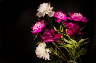 Siyah backgroung - renkli peonies renkli çiçekler