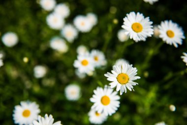 Beyaz papatya çiçekler