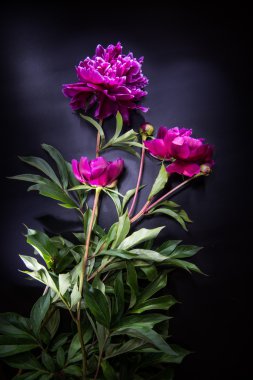 Siyah backgroung - renkli peonies renkli çiçekler