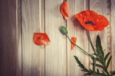 Ahşap arka plan üzerinde kırmızı gelincik - kırmızı çiçek-