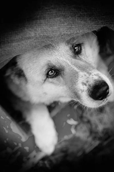 Hund i doghouse — Stockfoto