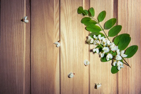 Vita blommor - locust tree blommor på aska bakgrund — Stockfoto