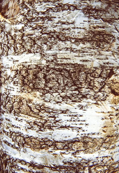 Textura de madera vieja - abedul — Foto de Stock