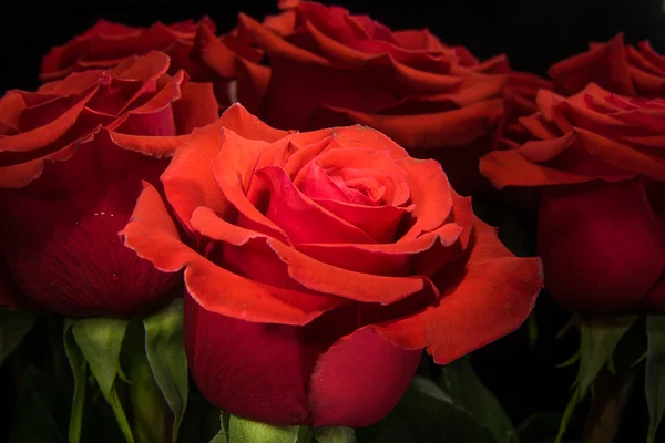 Rosas vermelhas no fundo preto — Fotografia de Stock