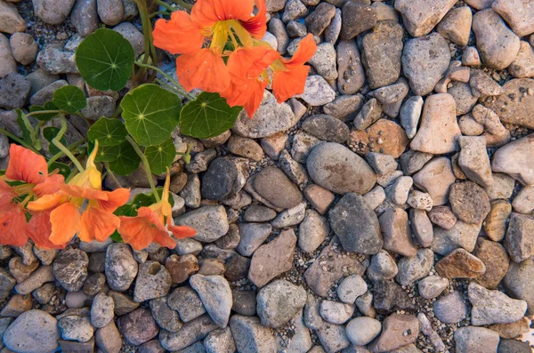 Cauces sobre el fondo de las rocas —  Fotos de Stock