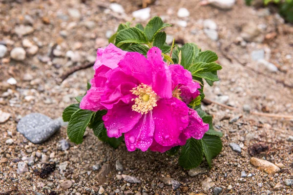 Dziki pies rose na wybrzeżu Oceanu Spokojnego — Zdjęcie stockowe