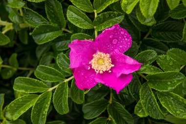 vahşi köpek rose Pasifik Okyanusu kıyısında