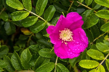 vahşi köpek rose Pasifik Okyanusu kıyısında
