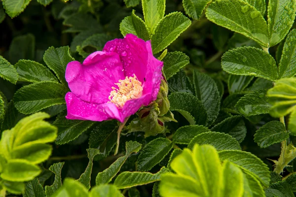 Dziki pies rose na wybrzeżu Oceanu Spokojnego — Zdjęcie stockowe