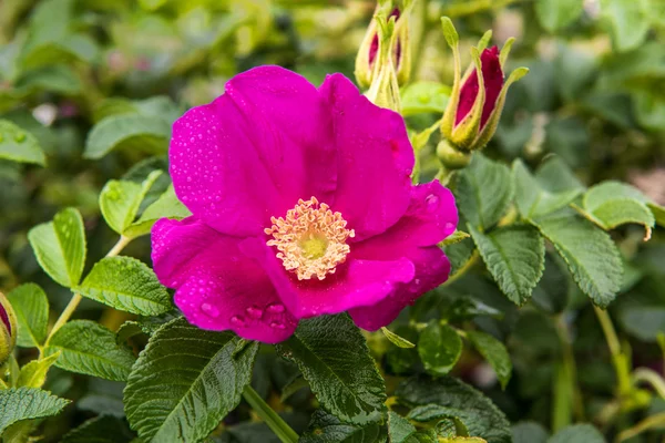 Dziki pies rose na wybrzeżu Oceanu Spokojnego — Zdjęcie stockowe