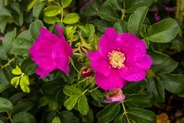 Dziki pies rose na wybrzeżu Oceanu Spokojnego — Zdjęcie stockowe