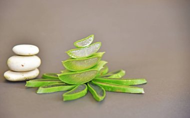 Aloe vera gri arkaplanda izole edilmiş.