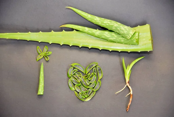 Aloe Vera Forma Amor Coração Isolado Fundo Cinza — Fotografia de Stock