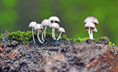 Yeşil yosun yakınında büyüyen küçük mantar grubu.