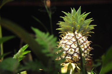  Bahçedeki ananas, güneşin altında.