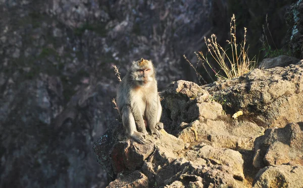 Macaco Marrom Sentado Rocha — Fotografia de Stock