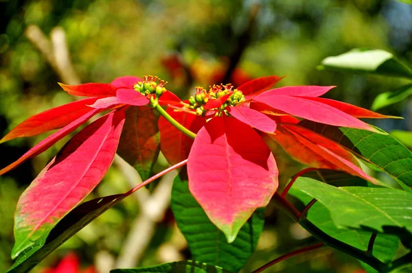 Flor Navidad Color Rojo Con Bokeh Bckground —  Fotos de Stock