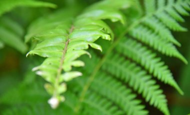 Bokeh arkaplanlı yeşil yaprak