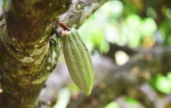 Crescita Frutti Cacao Sull Albero Con Sfondo Bokeh — Foto Stock