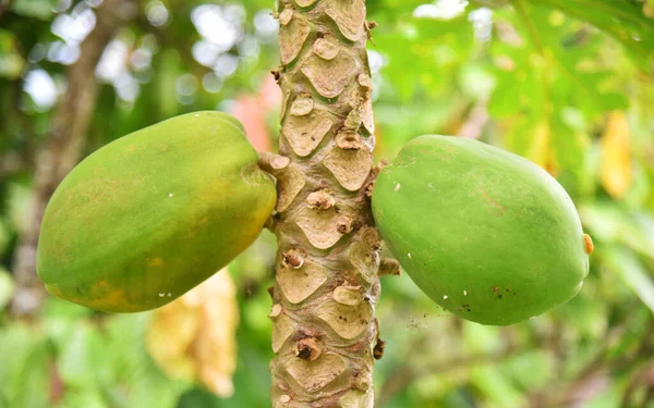 Crescimento Frutos Mamão Árvore Com Fundo Bokeh — Fotografia de Stock