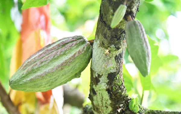 Crescita Frutti Cacao Sull Albero Con Sfondo Bokeh — Foto Stock