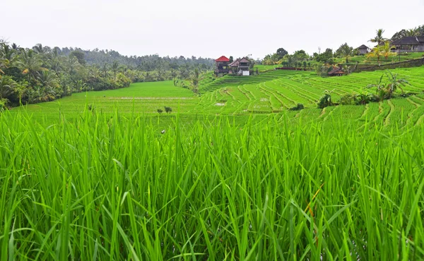 Schöne Reisterrasse Dorf Pupuan Auf Bali Indonesien — Stockfoto