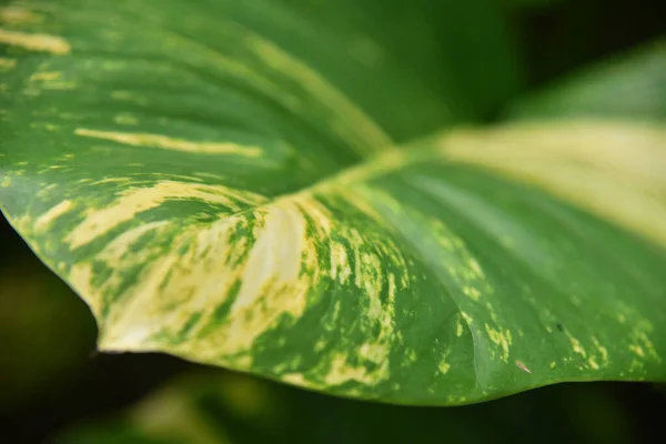 Folha Verde Com Fundo Bokeh — Fotografia de Stock