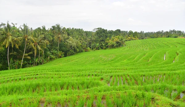 Hermosa Terraza Arroz Pueblo Pupupuano Bali Indonesia — Foto de Stock