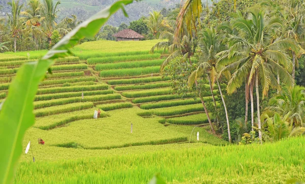 Bella Terrazza Riso Nel Villaggio Pupuano Bali Indonesia — Foto Stock