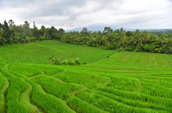 Bella Terrazza Riso Nel Villaggio Pupuano Bali Indonesia — Foto Stock