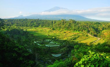 Güneşli bir günde dağlı pirinç terası manzarası