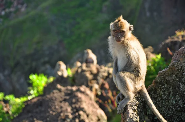 Pequeno Macaco Marrom Sentado Rocha — Fotografia de Stock
