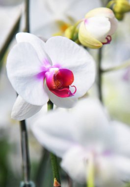 Bokeh arkaplanlı orkidenin renkli yakın plan çekimi