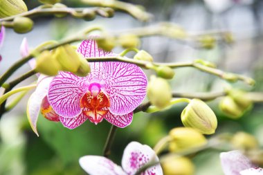 Bokeh arkaplanlı orkidenin renkli yakın plan çekimi