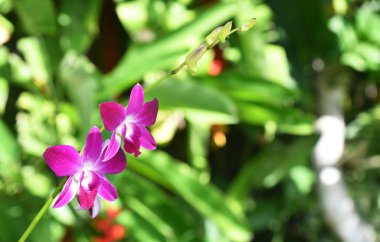 Bokeh arkaplanlı orkidenin renkli yakın plan çekimi