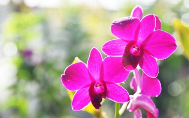 Bokeh arkaplanlı orkidenin renkli yakın plan çekimi