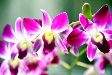 Bokeh arkaplanlı orkidenin renkli yakın plan çekimi