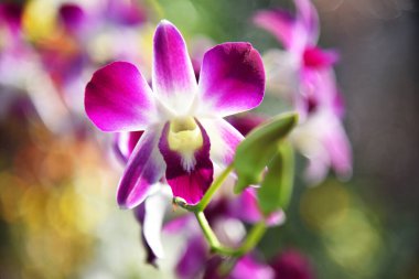 Bokeh arkaplanlı orkidenin renkli yakın plan çekimi