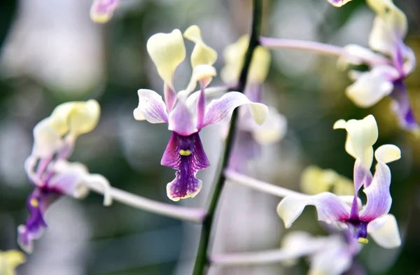 Färgglada Närbild Orkidé Med Bokeh Bakgrund — Stockfoto