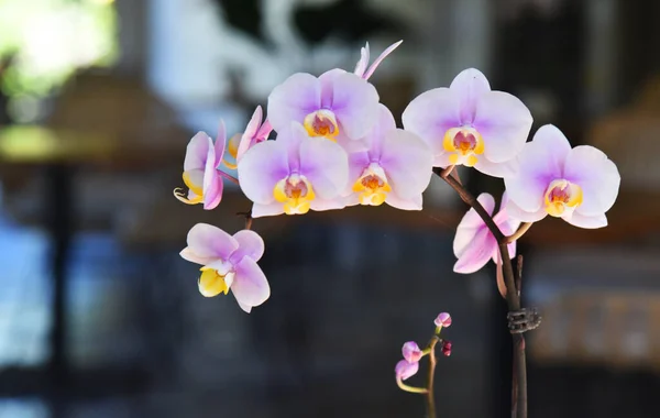 Bunte Nahaufnahme Von Orchidee Mit Bokeh Hintergrund — Stockfoto