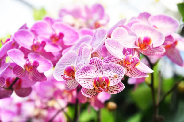 Красочный Крупный План Орхидеи Боке Фон — стоковое фото