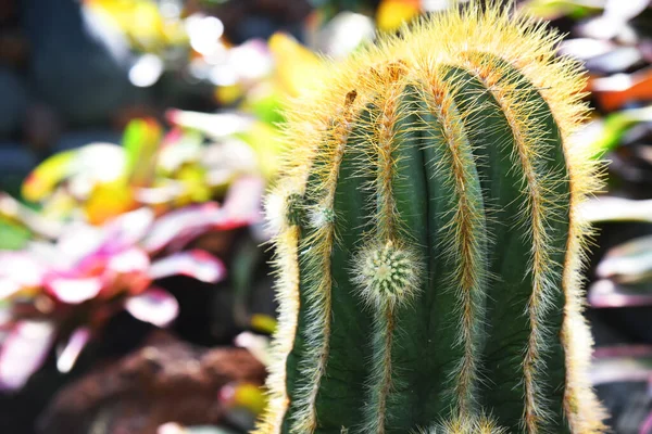 Primer Plano Cactus Con Fondo Bokeh — Foto de Stock